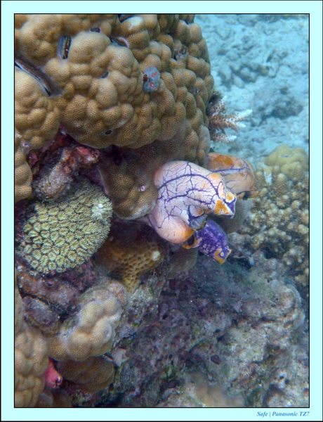 209   07   Sibuan 45